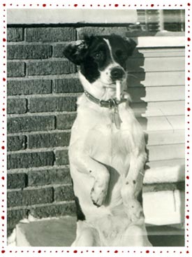 smoking-dog