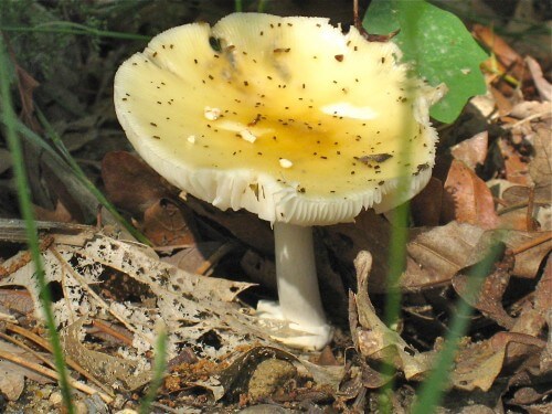 Wild mushrooms in the woods