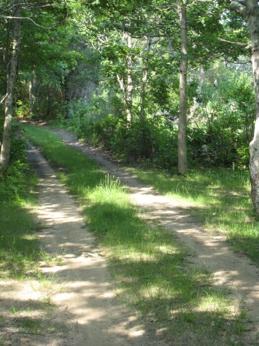 Martha's Vineyard walk through the woods