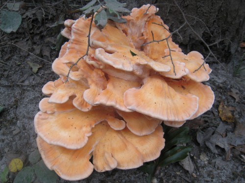 Wild mushrooms