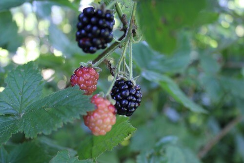 Wild Blackberry breakfast