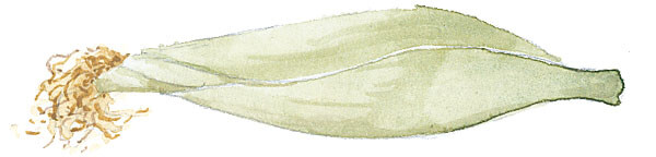 watercolor corn sb