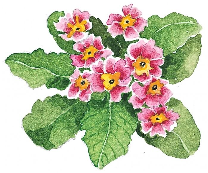 african violets