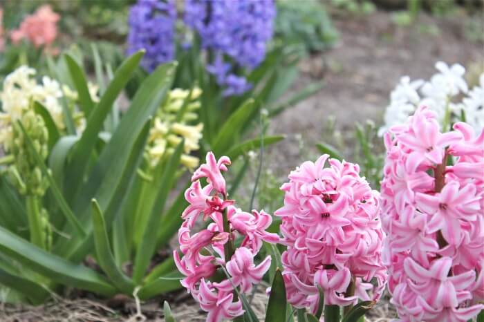 the bloomin' neighborhood