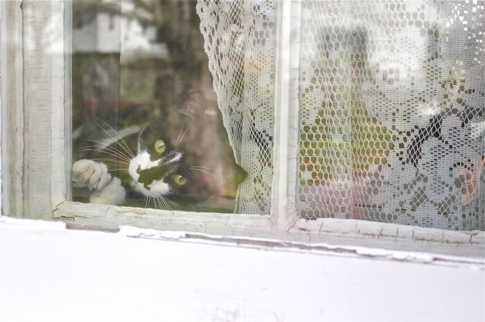 Jack in the window