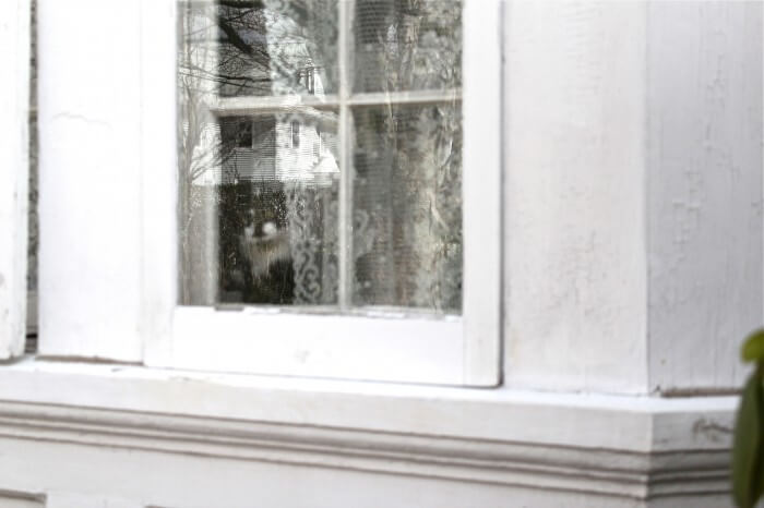 Jack in the window