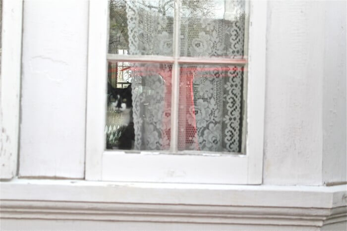 kitty in the window