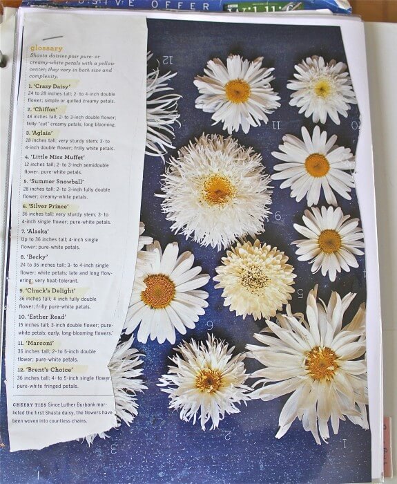 daisies