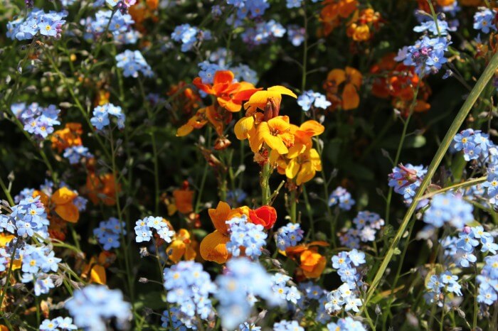 garden color