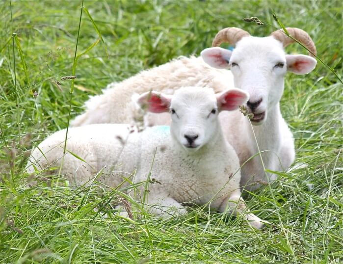 lambs