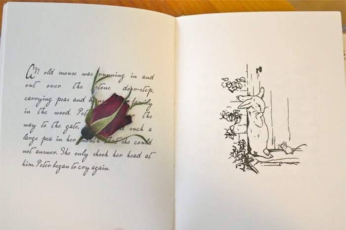 rose from Beatrix Potter's garden