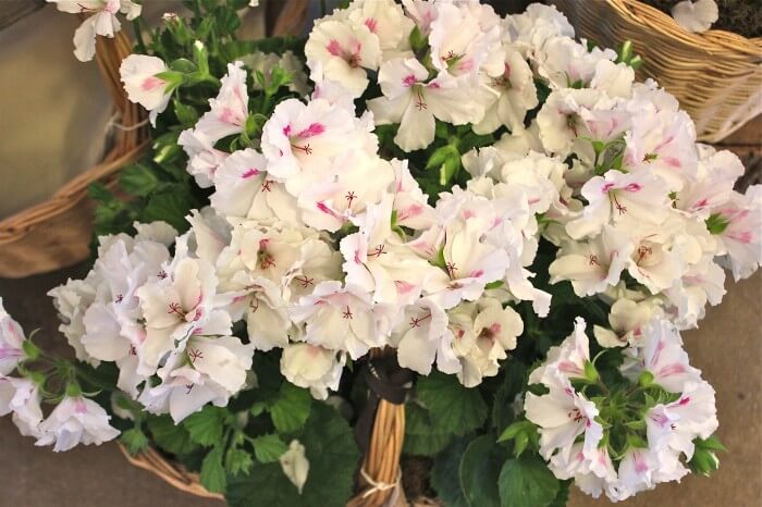 basket of flowers