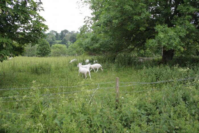lambs