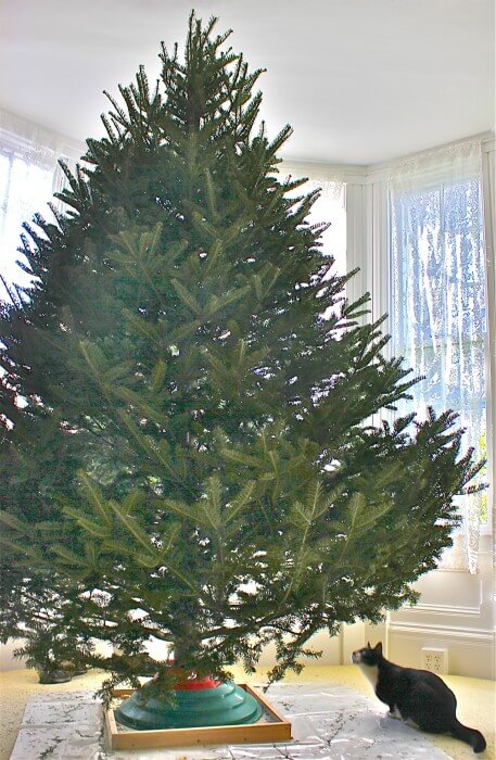 Jack approves of the tree