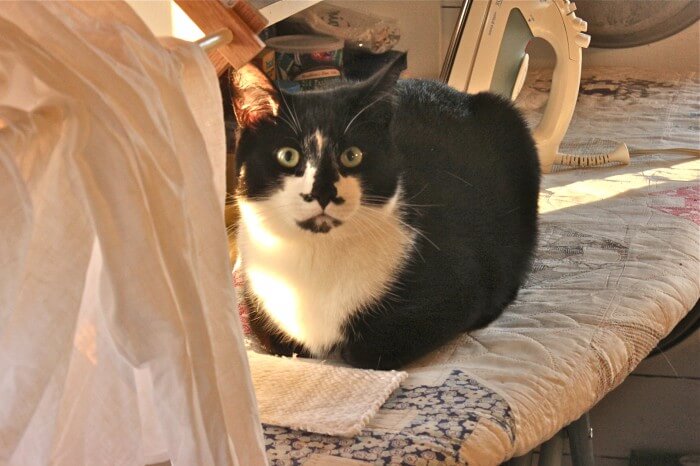 Jack on the ironing board