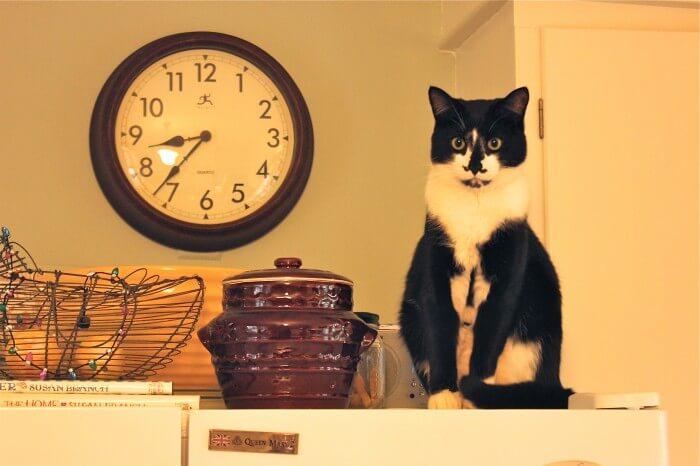 Jack on top of the fridge