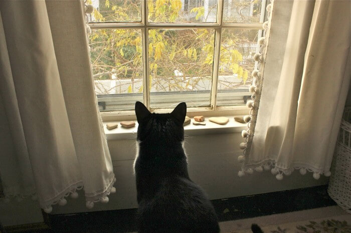 thoughtful cat