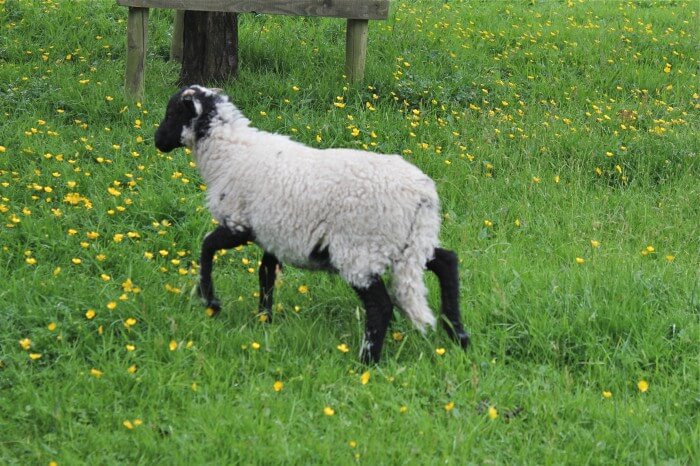 lamb at Hill Top