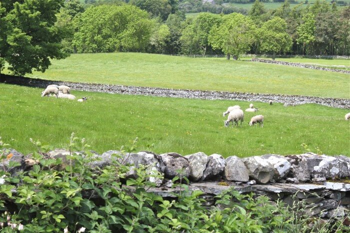Sheep in the Yorkshire Dales