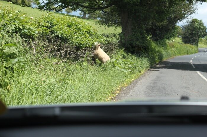 from the car