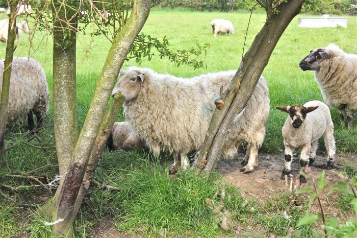 Sheep farm in Kent
