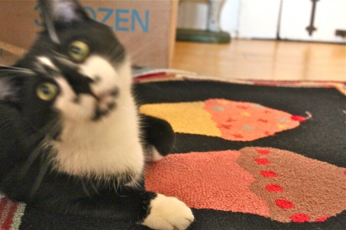 Play with me pleeeeeese!