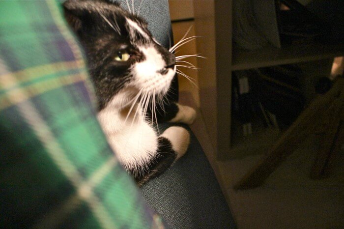 Jack in my chair