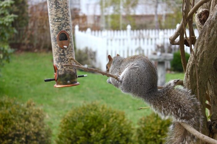 squirrel
