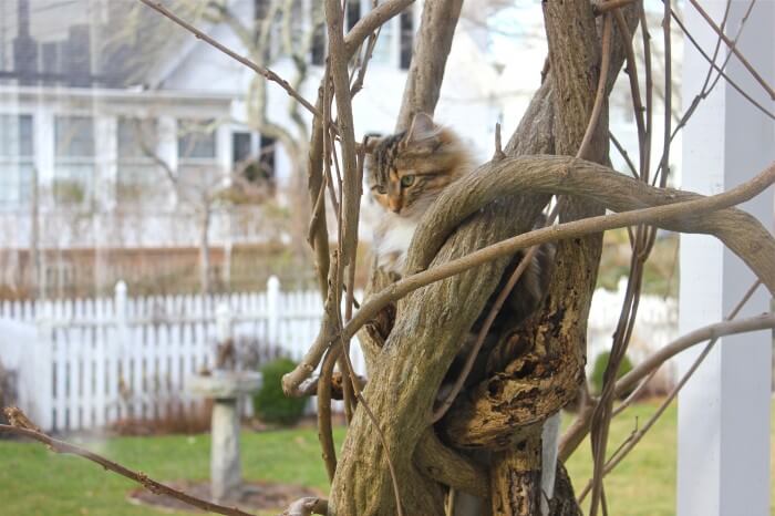 kitty in the wisteria