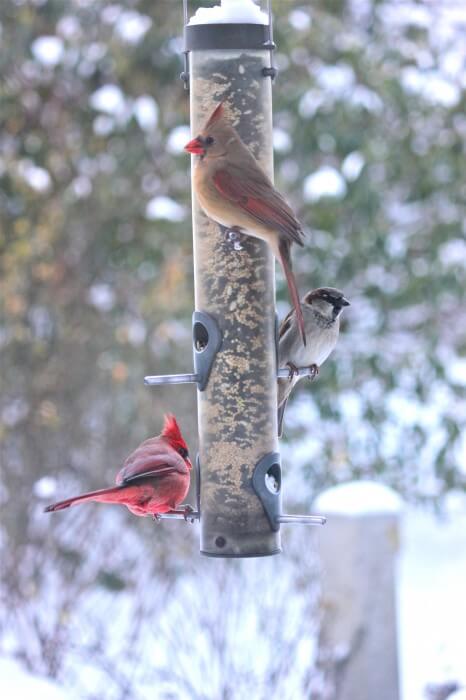 birdfeeders