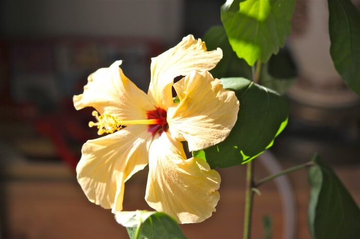 Hibiscus in January!