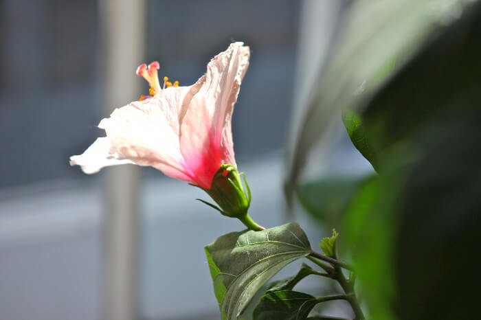 pink hibiscus