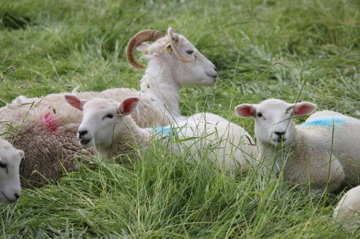 Sheep in Bibury