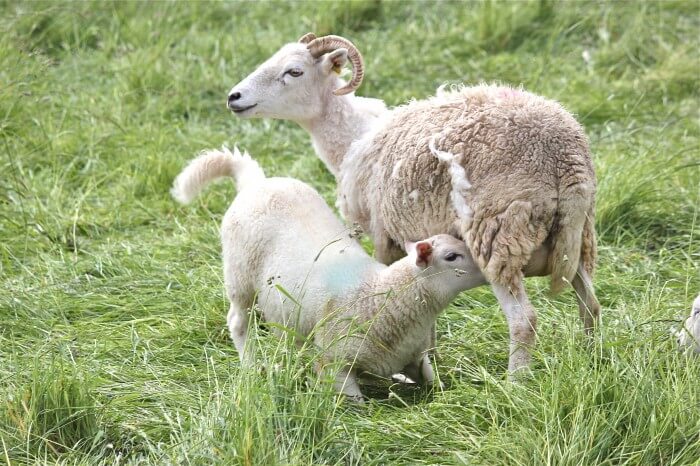 lamb and mom