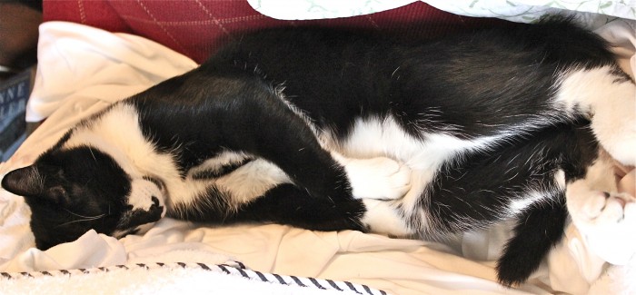Jackie sleeps