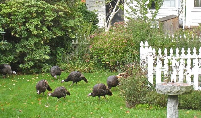 wild turkeys