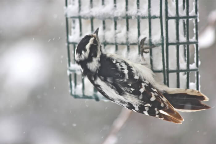 Woodpecker in the snow
