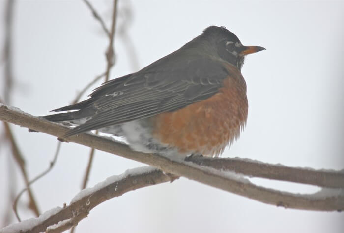 Robin in the snow