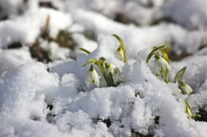 Snowdrops are up!