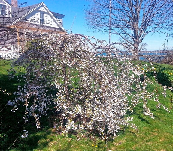 Laura's Cherry Tree