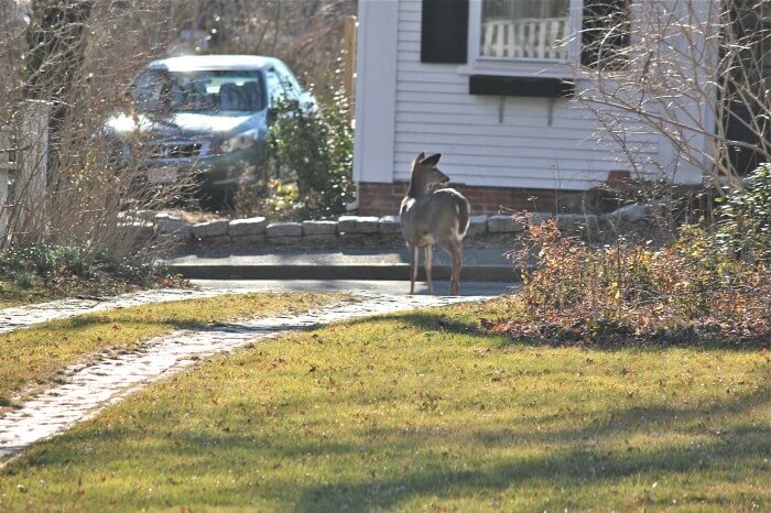 deer