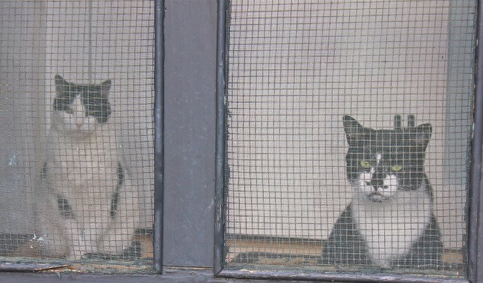 Waiting at the door