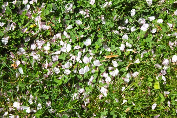 petals in the grass