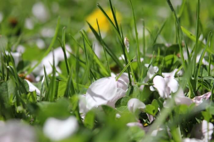 petals in the lawn