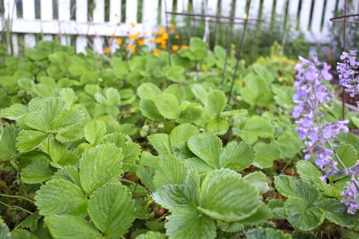 Strawberry fields forever