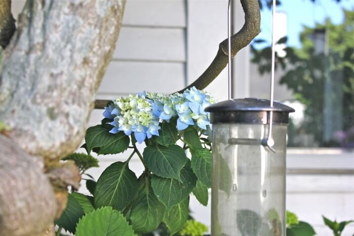 hydrangea