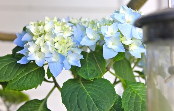 hydrangea