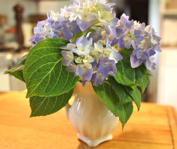 hydrangea little vase