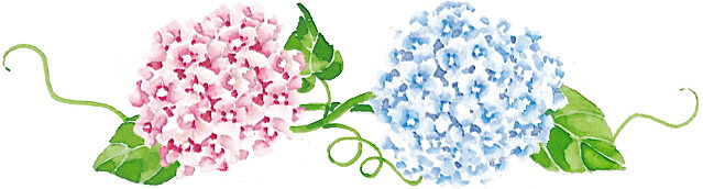 hydrangea